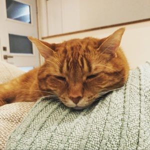 Meet your Posher, Pixel